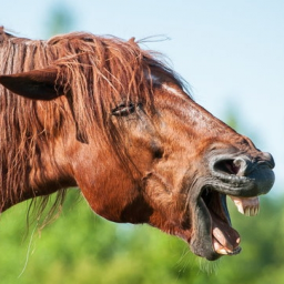 Nikuh Configuration Suite